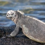 Galapagos Swimming Lizards